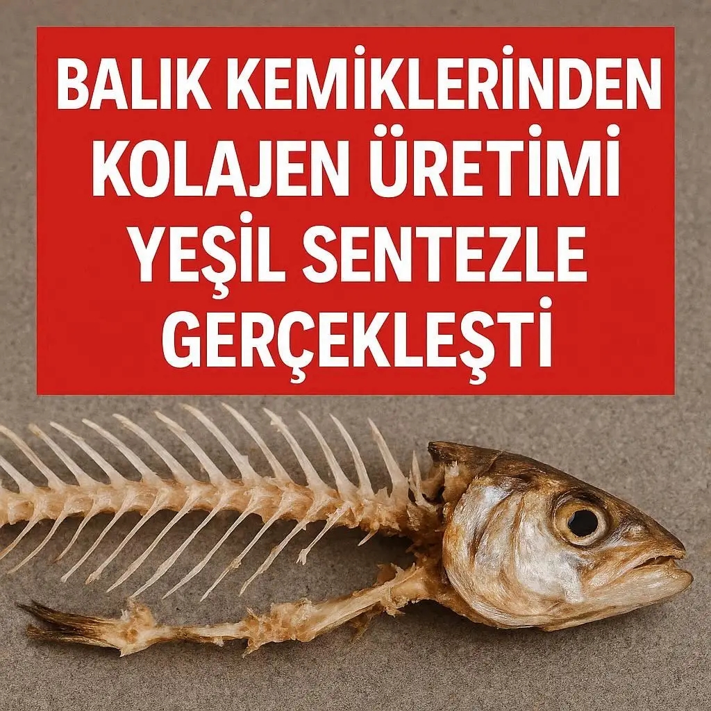 Balık Kılçıklarından Kolajen Üretimi Yeşil Sentezle Gerçekleşti